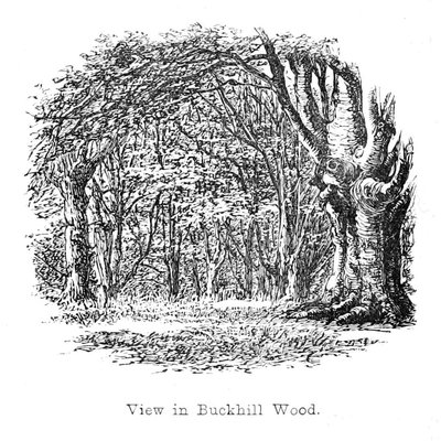 View in Buckhill Wood by Walter Crane